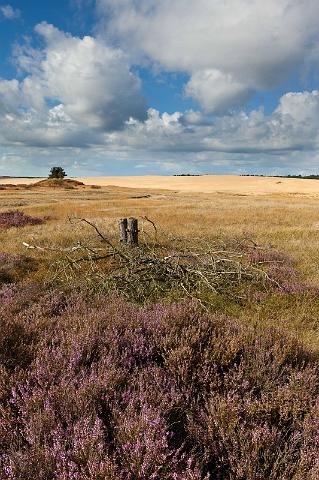 27 Hoge Veluwe, de pollen.jpg